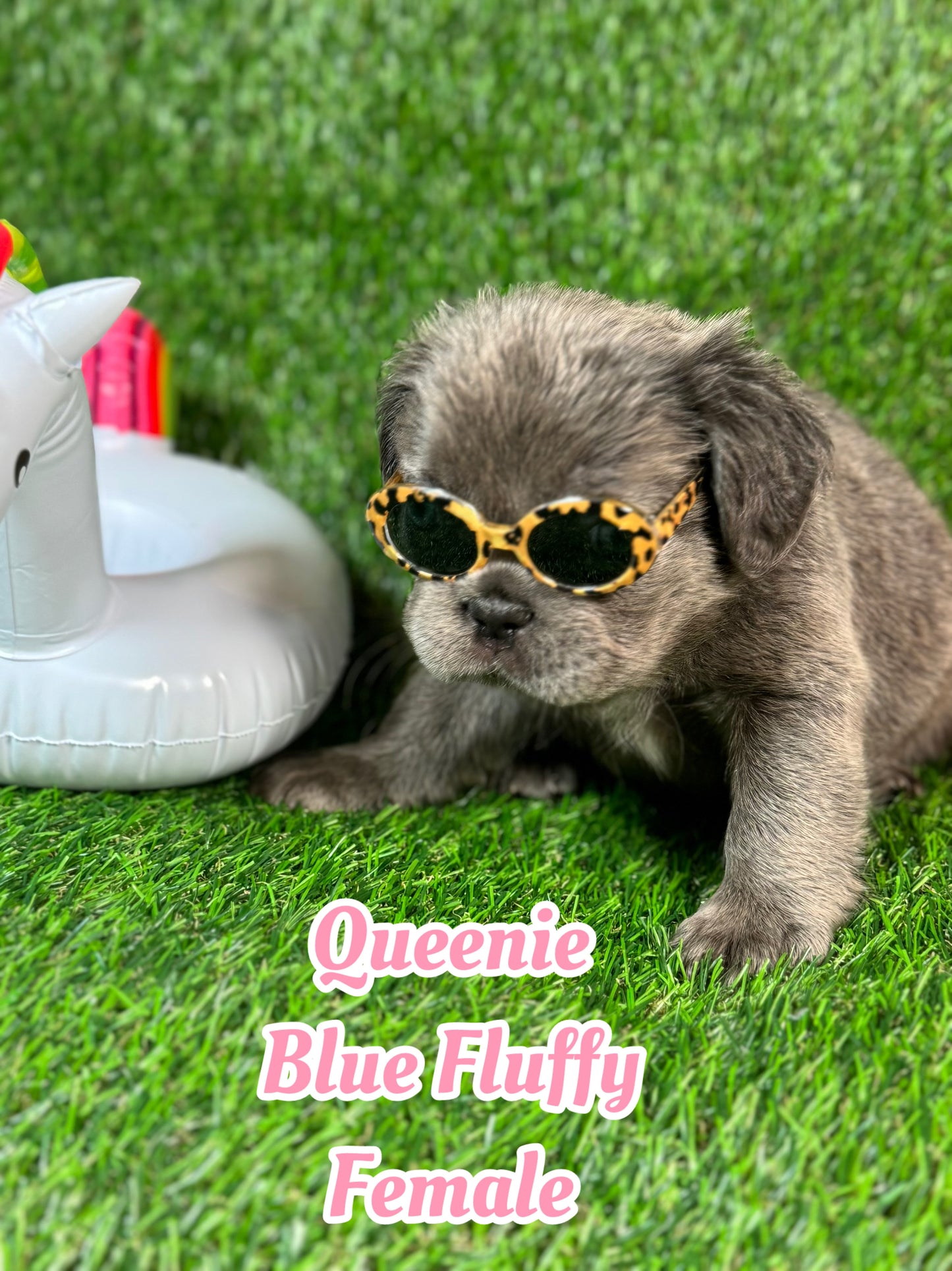 Queenie - Blue Visual Fluffy Female