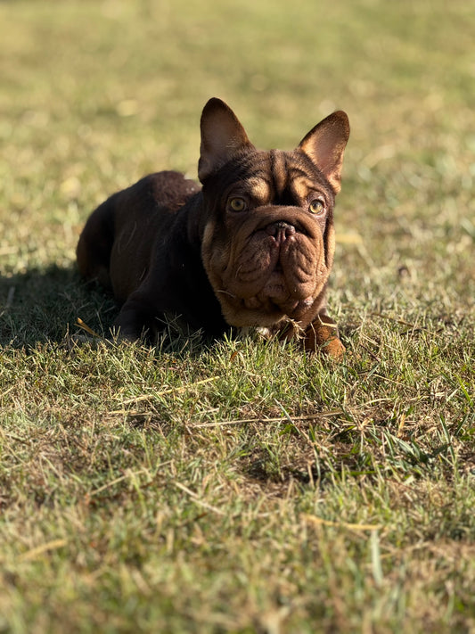 Bounty - Rojo & Tan Big Rope Carries Fluffy