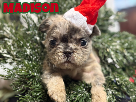 Madison - Blue Merle Fluffy Carries Pink