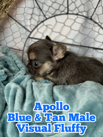 Apollo - Male Blue & Tan Visual Fluffy