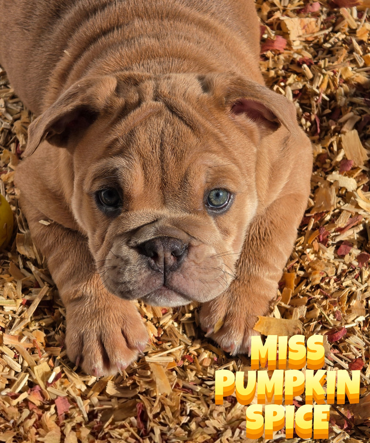 Miss Pumpkin Spice - English Bulldog
