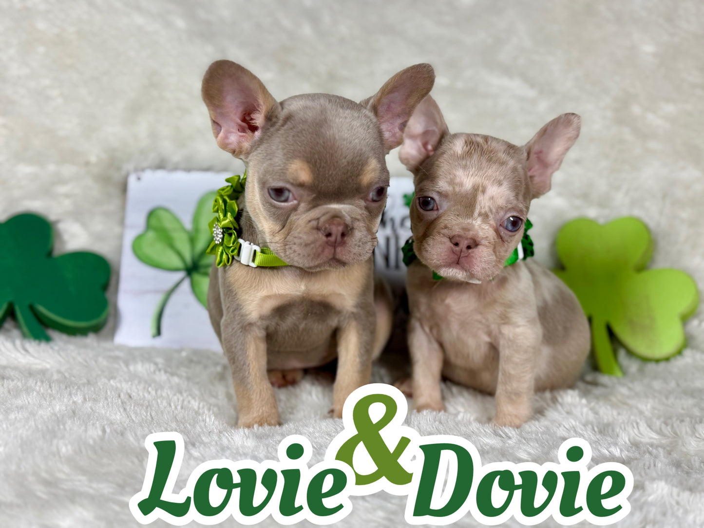 Dovie - Isabella & Tan Merle