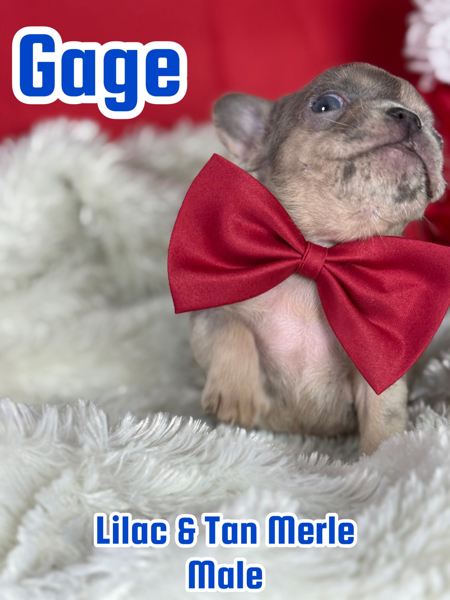 Gage - Male Lilac & Tan Merle