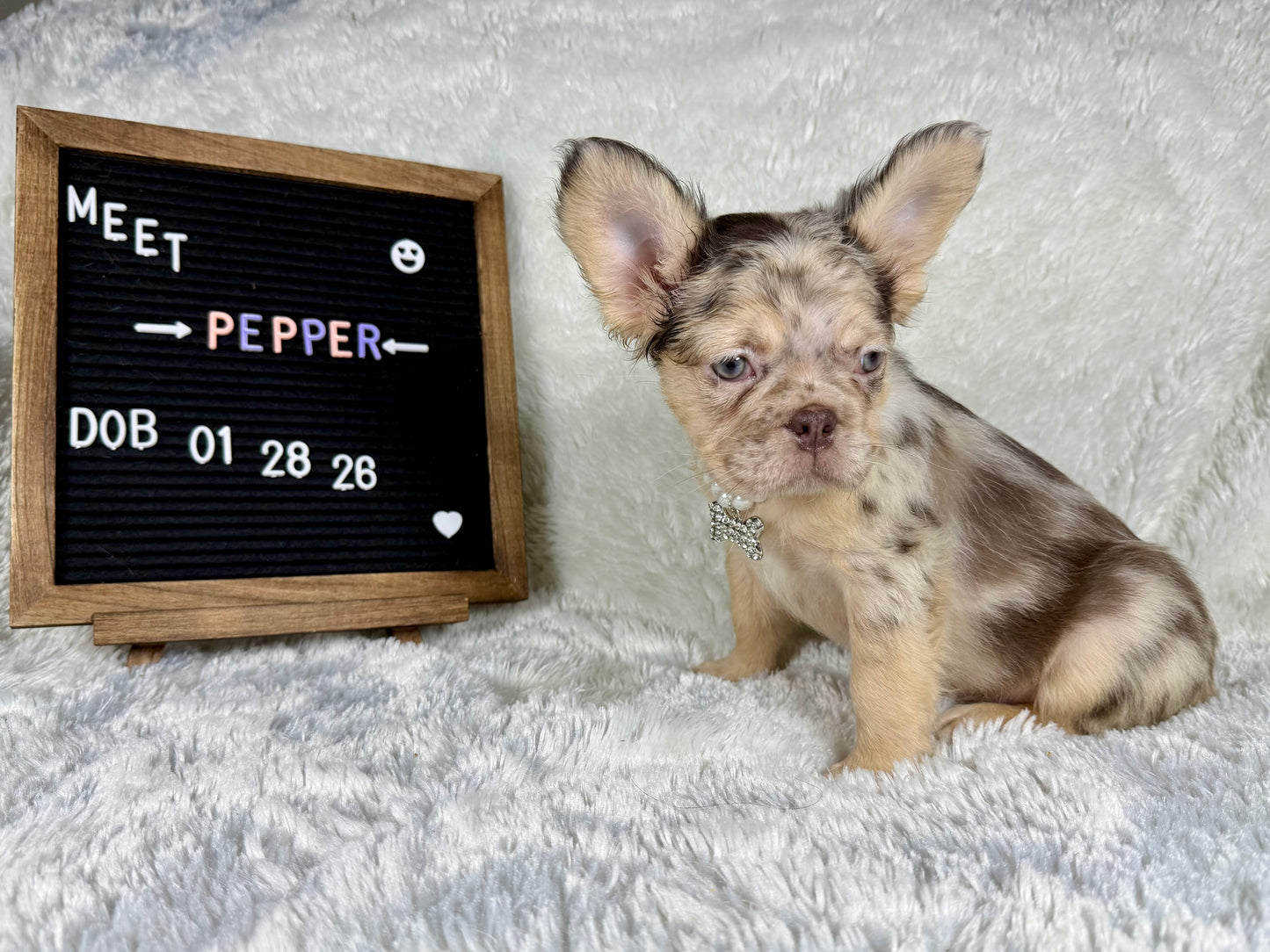 Pepper - Chocolate Merle Fluffy - RESERVED