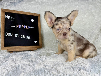 Pepper - Chocolate Merle Fluffy - RESERVED
