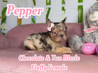 Pepper - Chocolate Merle Fluffy - RESERVED