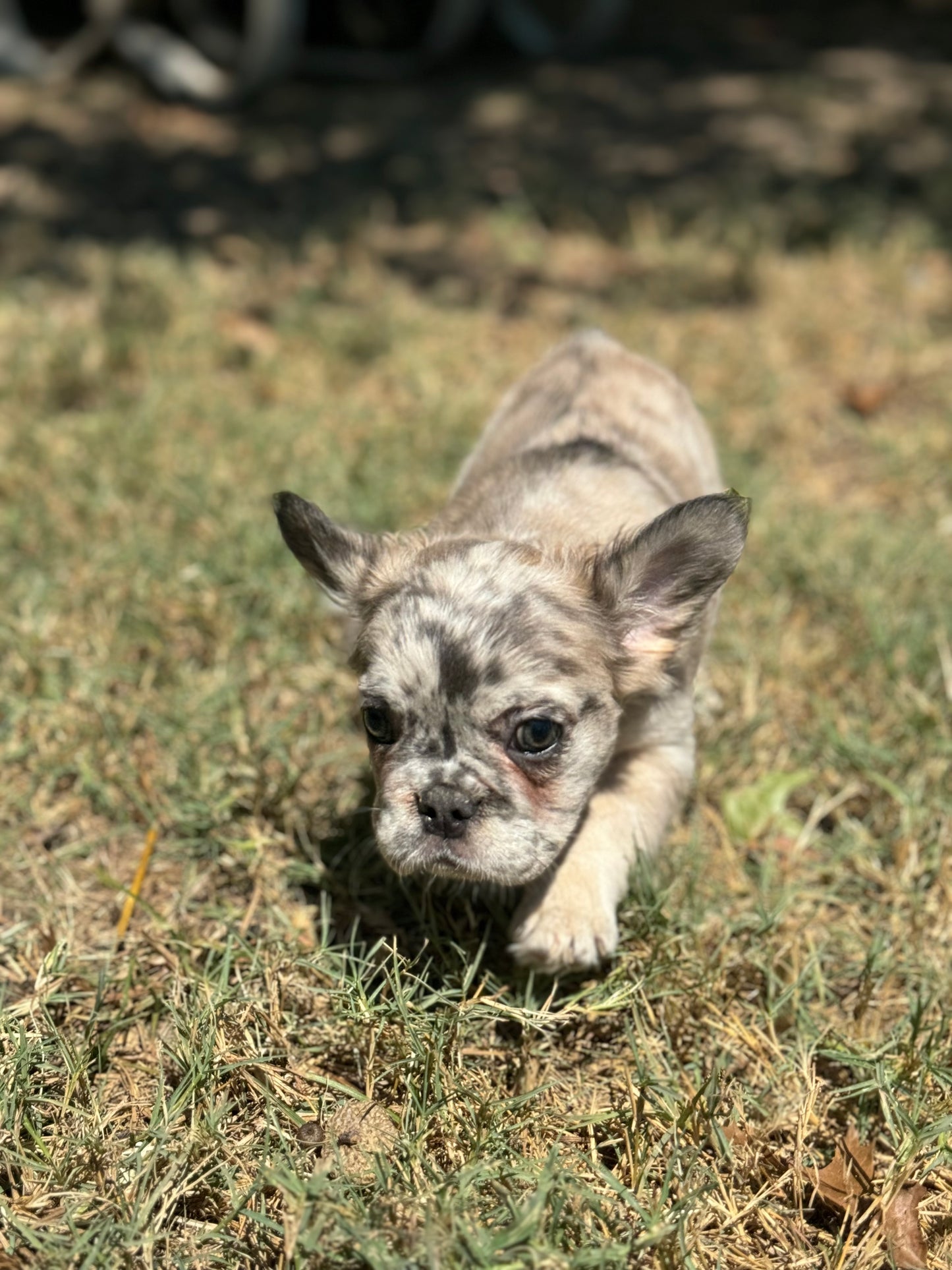 Winnie - Female Blue Merle Fluffy