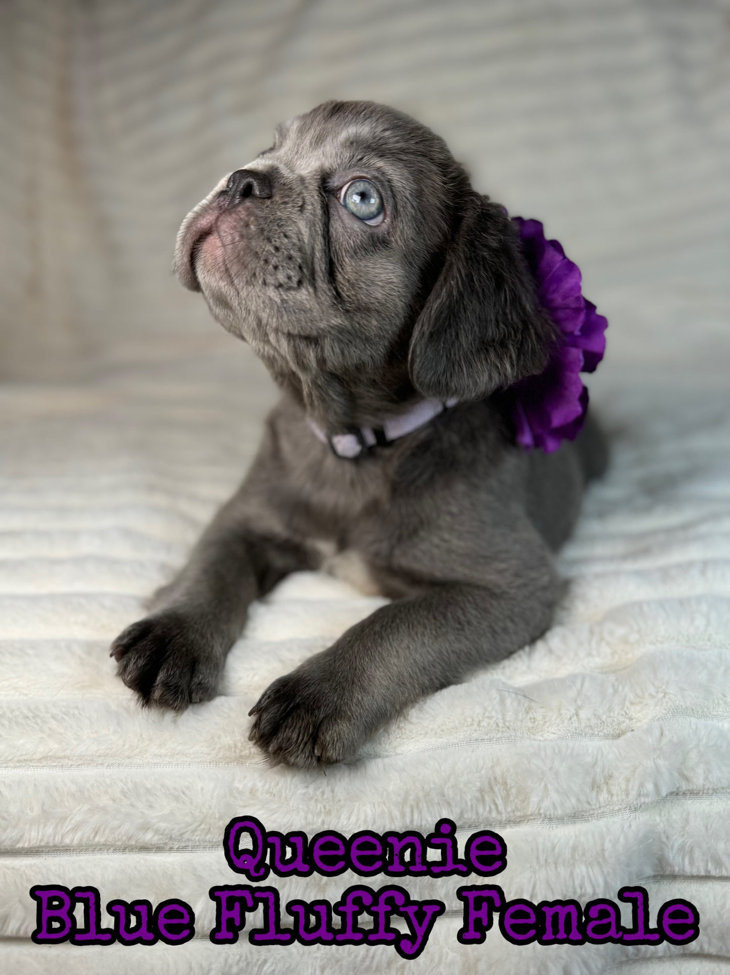 Queenie - Blue Visual Fluffy Female