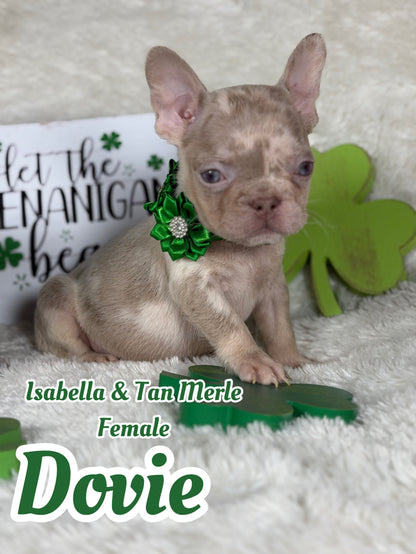 Dovie - Isabella & Tan Merle