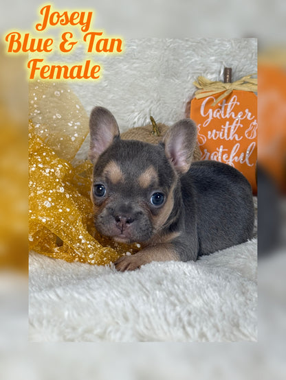 Josey - Blue & Tan - RESERVED