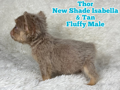Thor