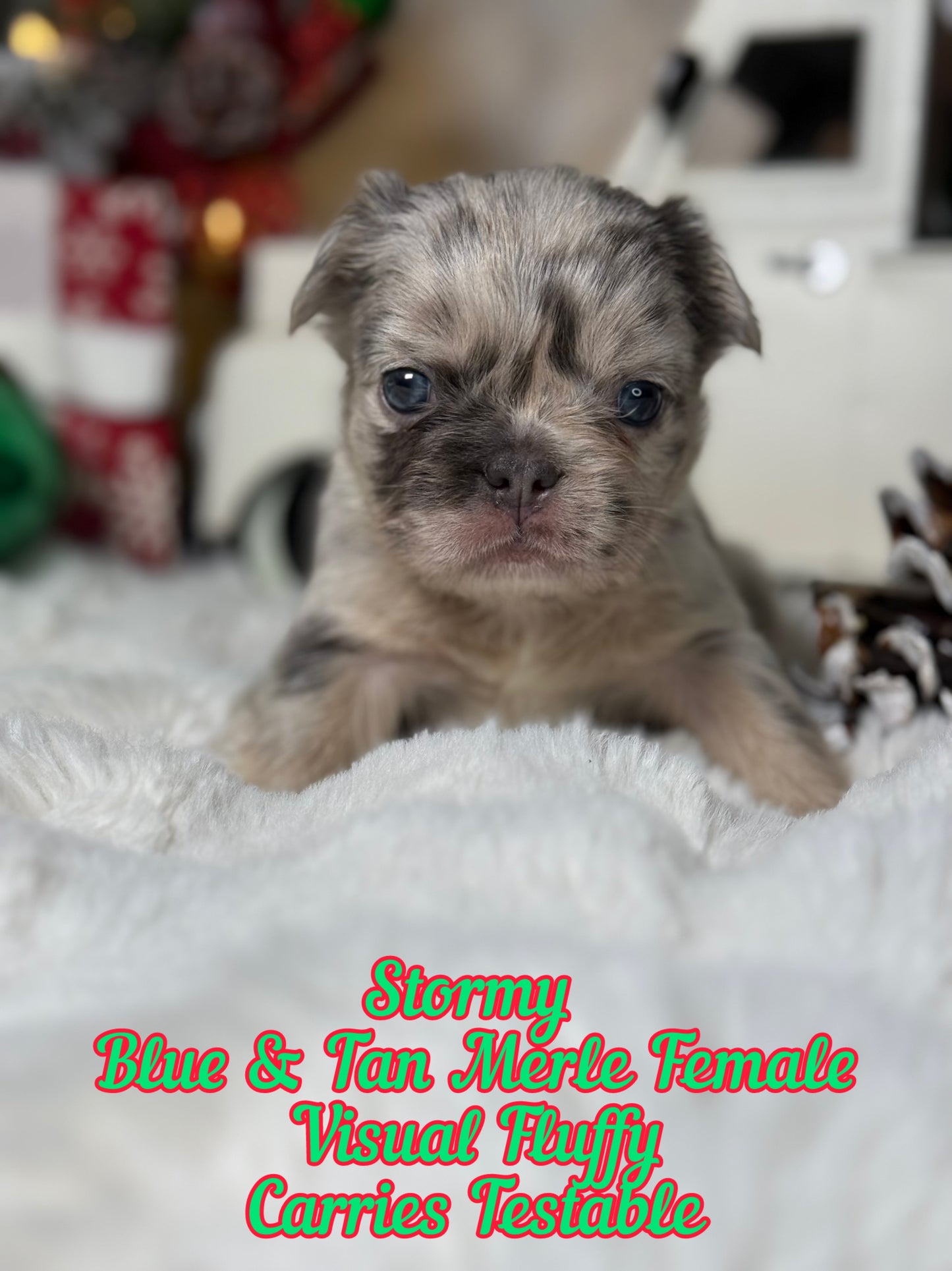 Stormy - Female Blue & Tan Merle