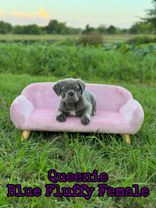 Queenie - Blue Visual Fluffy Female