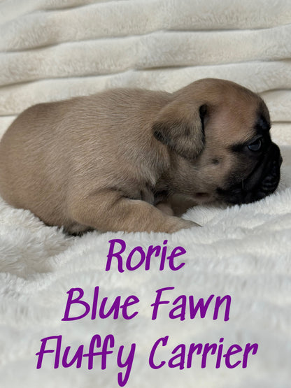 Rorie - Female Fawn - Reserved