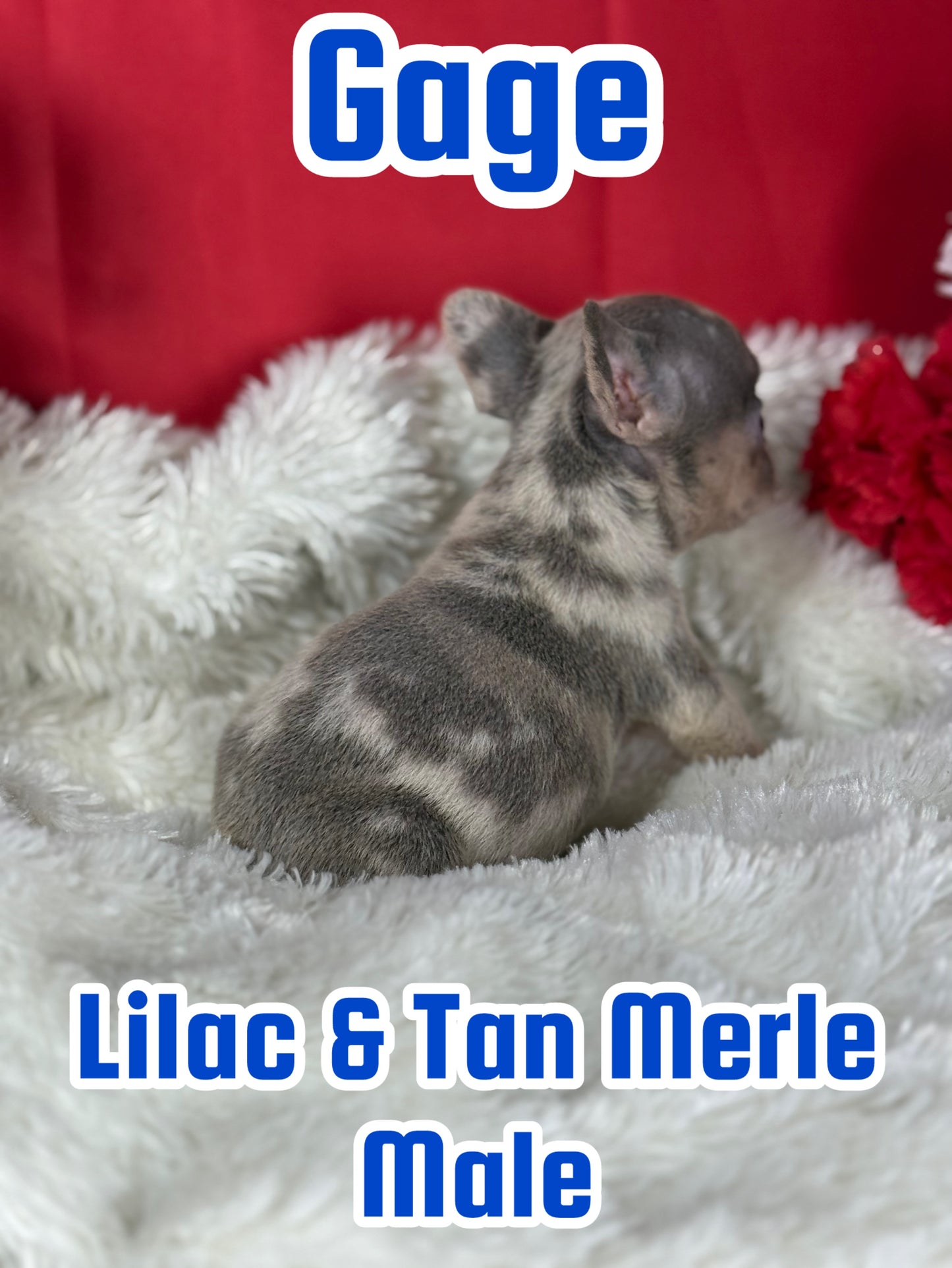 Gage - Male Lilac & Tan Merle