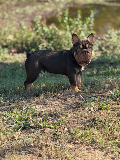 Bounty - Rojo & Tan Big Rope Carries Fluffy EARLY INTRO $750