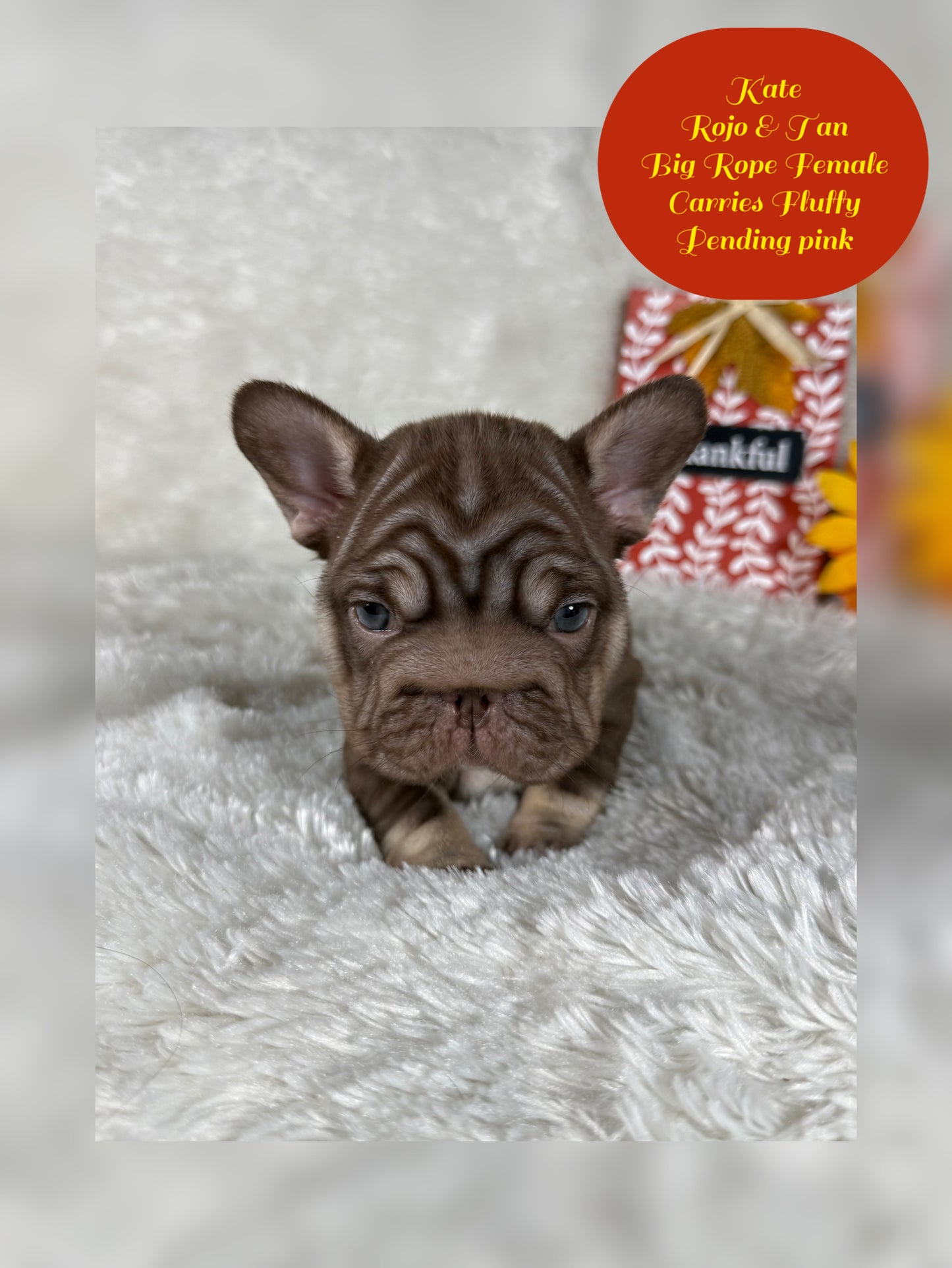 Kate - Rojo & Tan Big Rope Carries Fluffy Pending PINK