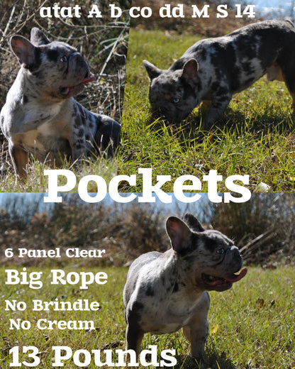 Pockets - Micro Merle Big Rope - Carries Pink & Fluffy 13 Pounds - EARLY INTRO $750