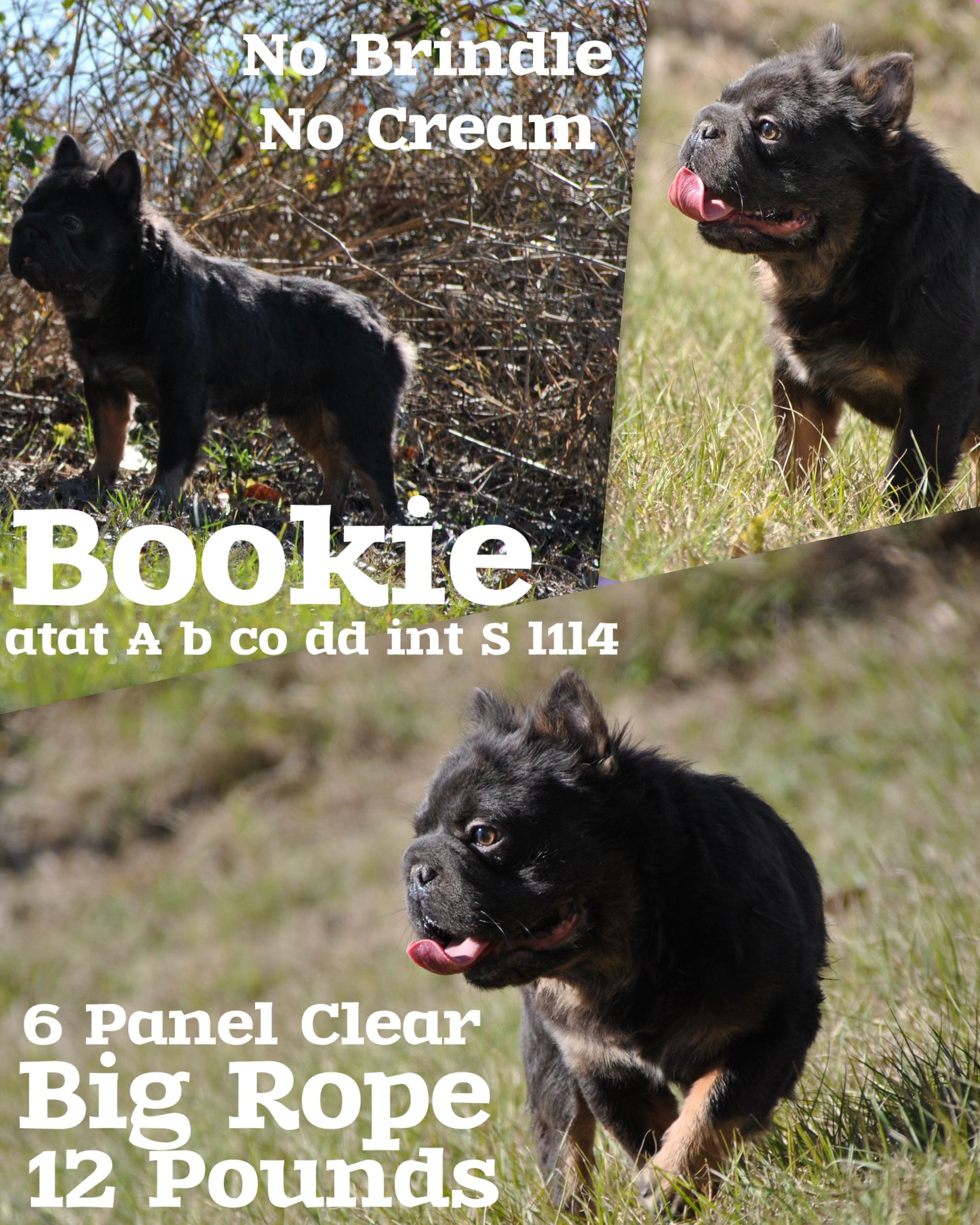 Bookie - Micro Blue & Tan Visual Fluffy Big Rope Carries Pink 12 Pounds EARLY INTRO $875