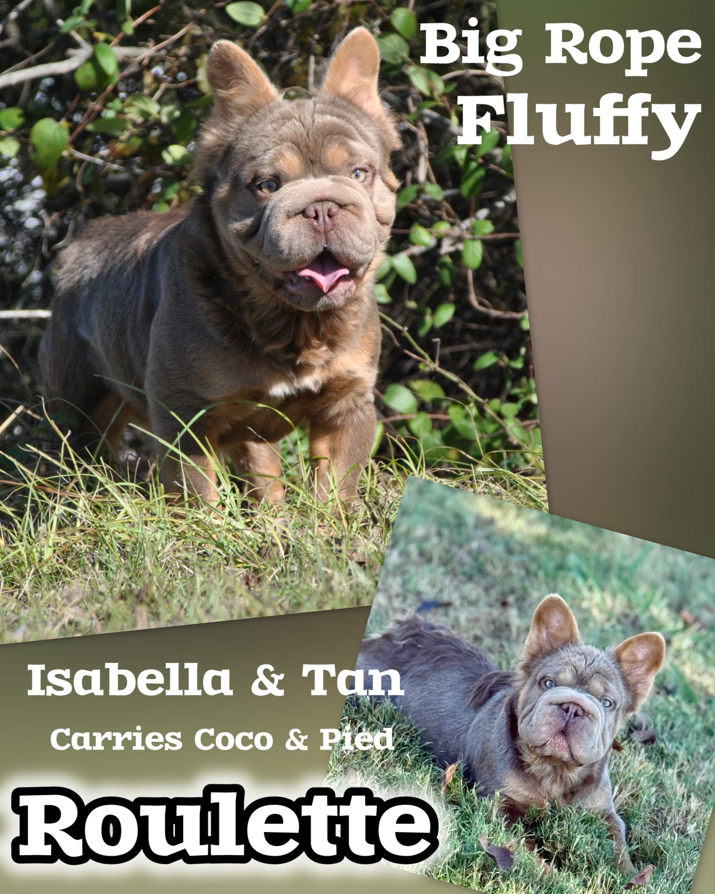 Roulette - Isabella & Tan Big Rope Fluffy Carries Coco & Pied EARLY INTRO $1000