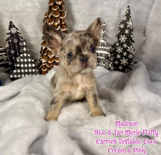 Madison - Blue Merle Fluffy Carries Pink - Reserved