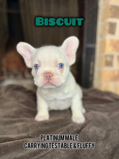 Biscuit- Male Platinum