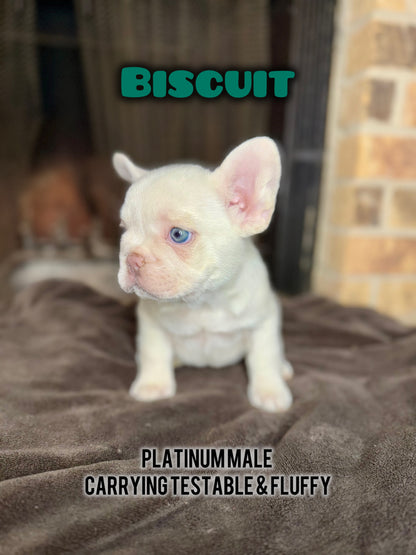 Biscuit- Male Platinum