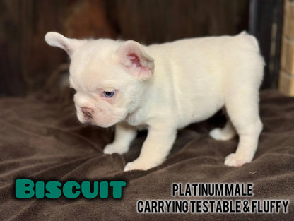 Biscuit- Male Platinum