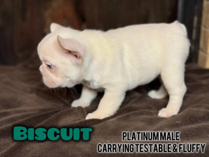 Biscuit- Male Platinum