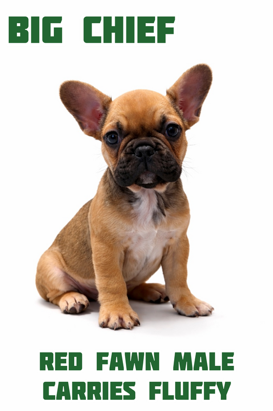 Big Chief- Red Fawn Male