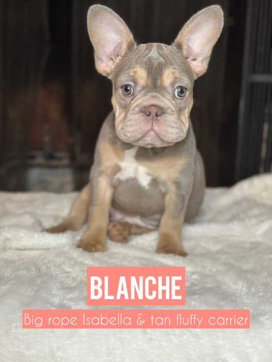 Blanche - Female Isebella & Tan Big Rope RESERVED