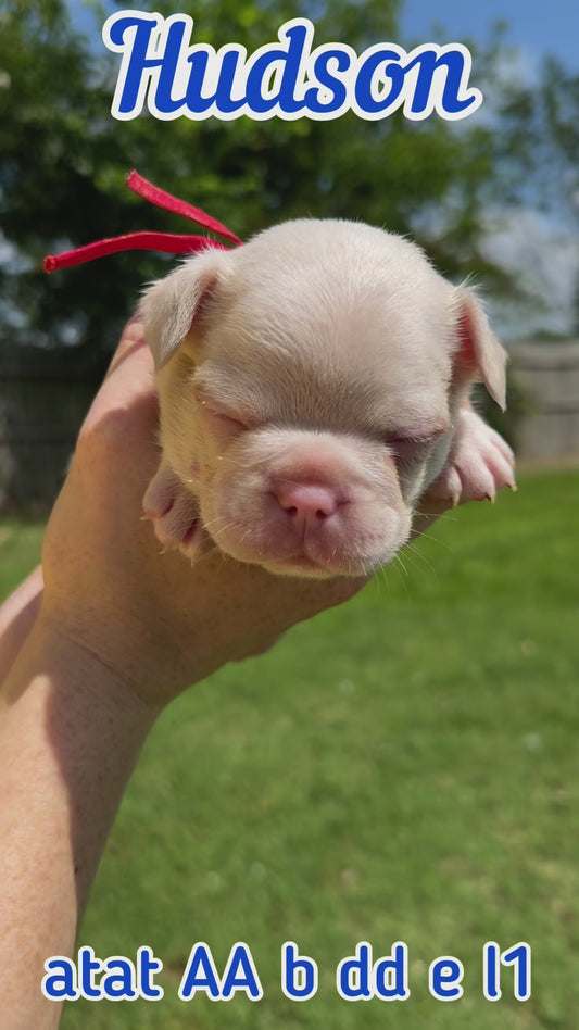 Hudson - Male Full Pink Big Rope