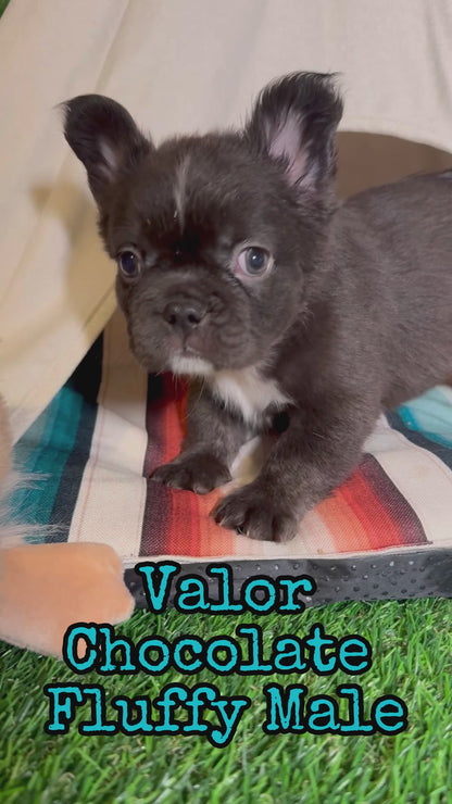 Valor - Male Chocolate Fluffy