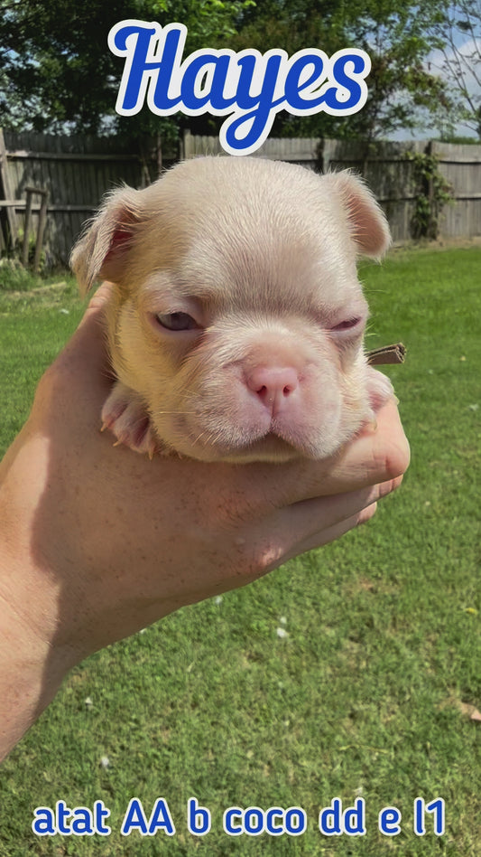 Hayes - Male Caramel & Tan Big Rope