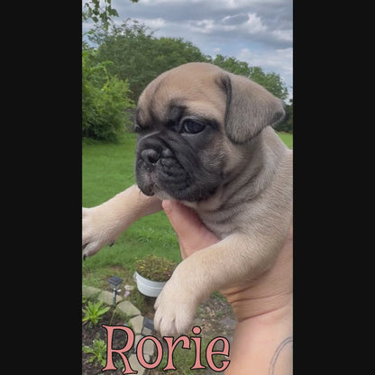 Rorie - Female Fawn - Reserved