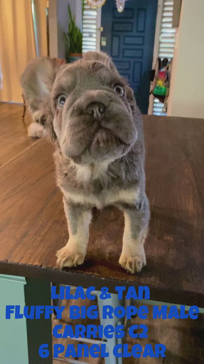 Pele - Lilac & Tan Fluffy Big Rope Carries C2 - Reserved