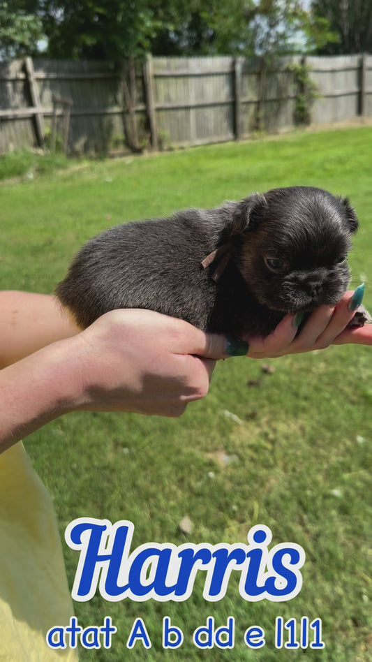 Harris - Male Blue & Tan Fluffy Carries Pink